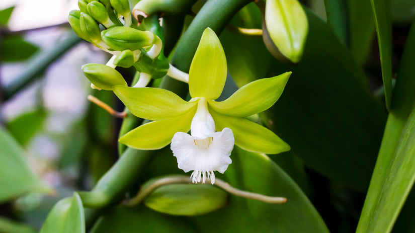 Vanilka voňavá - kvet