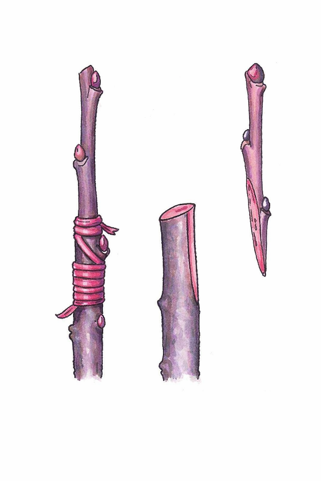 Vegetatívny spôsobom rozmnožovania -...