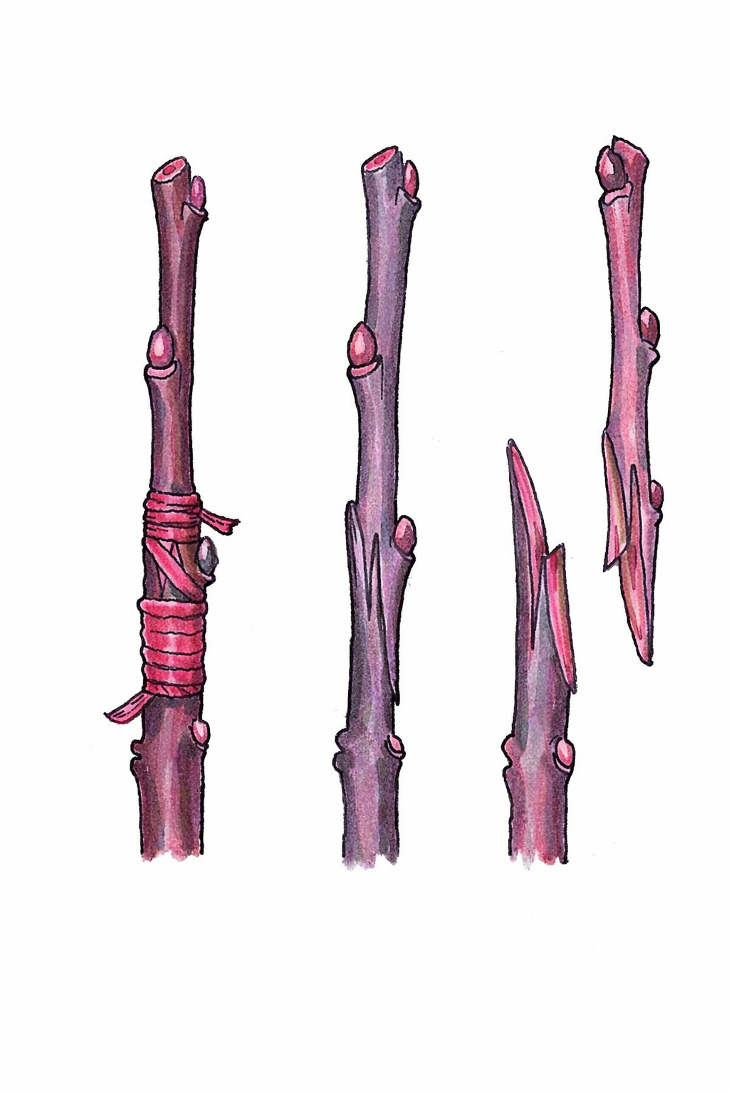 Vegetatívny spôsobom rozmnožovania -...