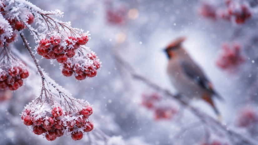 chochláč severský, vták, vtáky,
