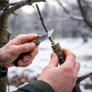 štepenie, vrúbľovanie, zima, NEPOUŽÍVAŤ