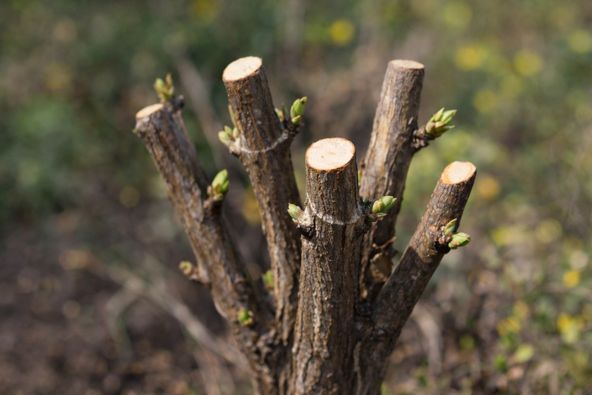 okrasný ker, púčiky, rez, NEPOUŽÍVAŤ