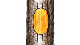 Premostenie rany pri vážnom poškodení kmeňa mrazom