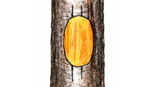 Poškodené miesto na kmeni najprv očistite a...