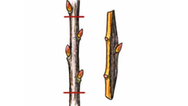 poškodenie kmeňa, trhlina, mráz, mrazové poškodenie, premostenie rany, postup 2