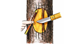 poškodenie kmeňa, trhlina, mráz, mrazové poškodenie, premostenie rany, postup 3