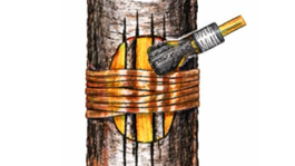 poškodenie kmeňa, trhlina, mráz, mrazové poškodenie, premostenie rany, postup 4