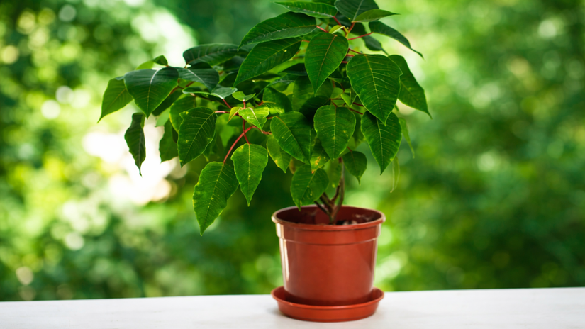 Po odkvitnutí sa rastlina sústreďuje na rast....