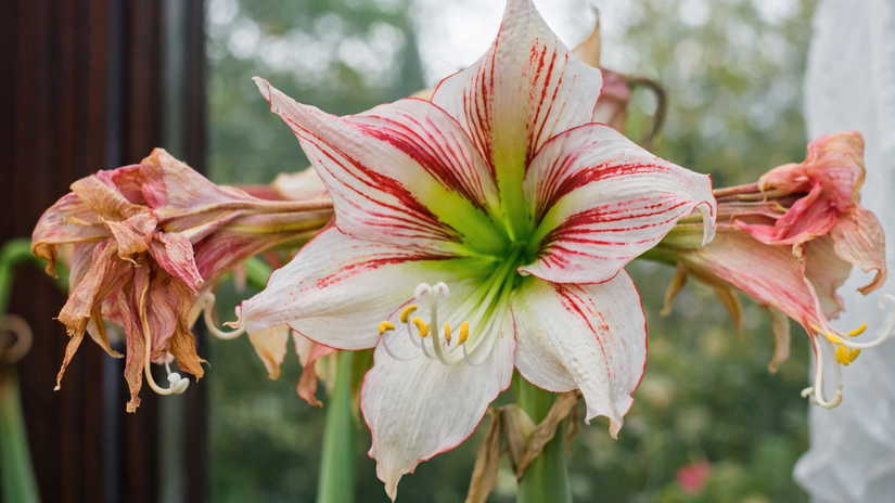 zornica, cibuľa, kvet, odkvitanie, suché kvety,...