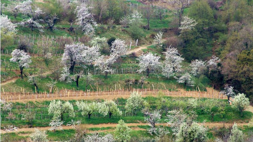Čerešňové stromy v Slovinsku (Goriška Brda).