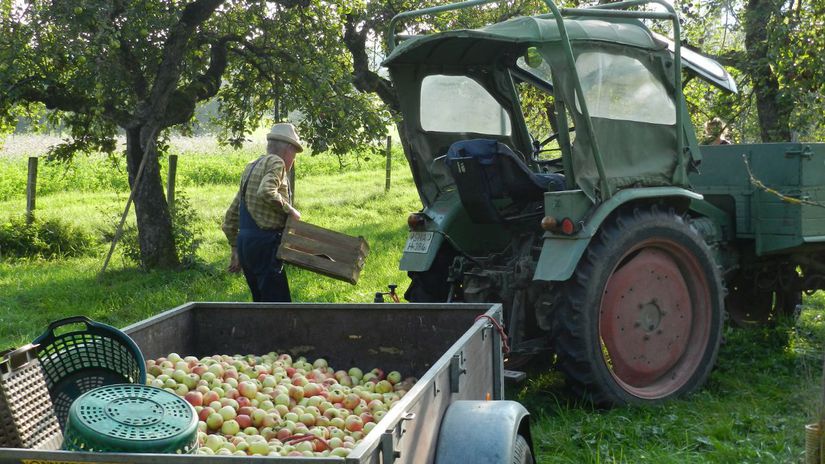 Zber úrody zo starých jabloní.