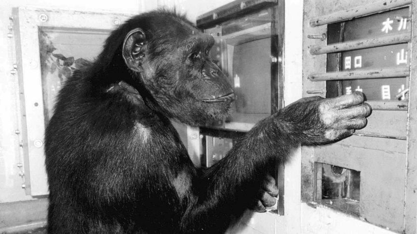 Šimpanz / Chimpanzee Ai /