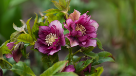 Trvalky, ktoré na klíčenie potrebujú zimný chlad