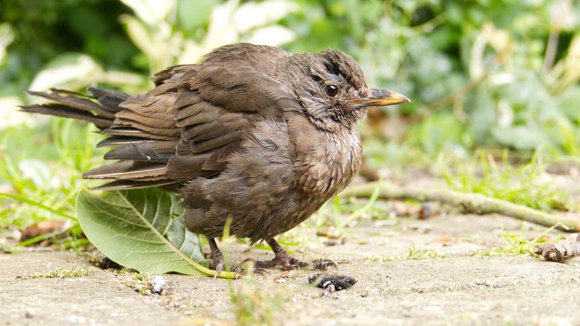 Prejav trichomoniázy