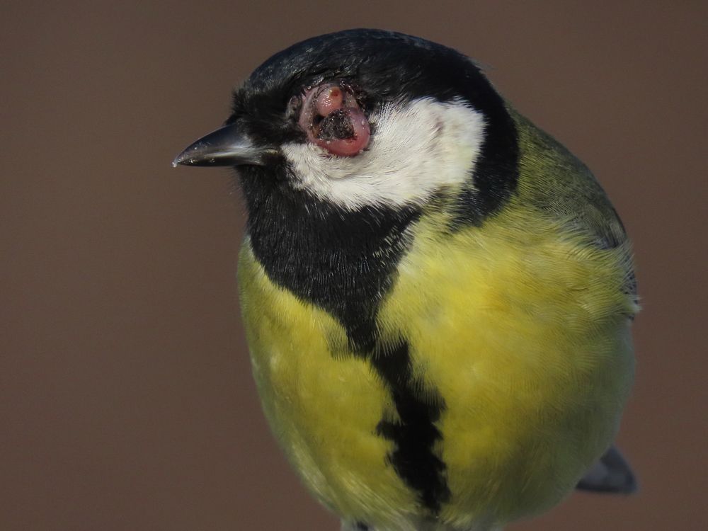 Prejav vtáčích kiahní