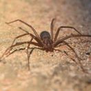 pavúk, Loxosceles rufescens, kútovec stredomorský