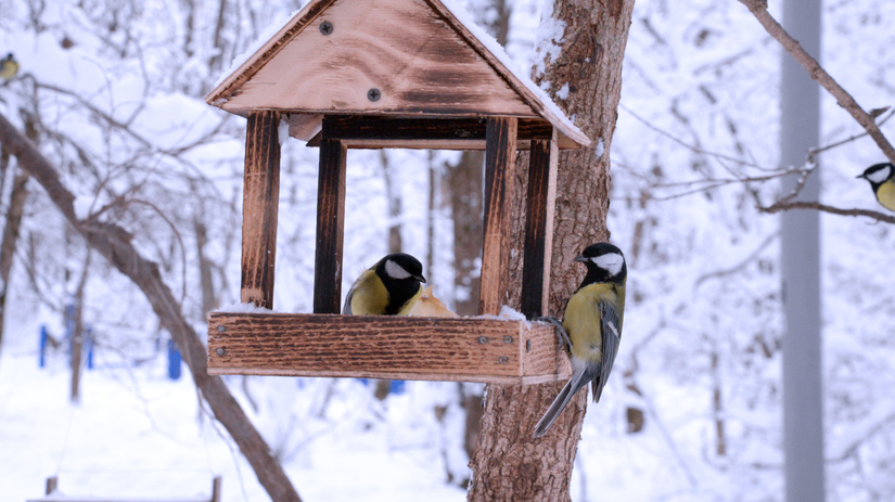 vták, vtáky, kŕmidlo, kŕmenie, sýkorka,