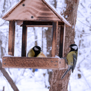 vták, vtáky, kŕmidlo, kŕmenie, sýkorka,