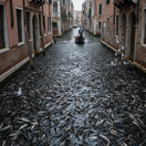 Benátky. Taliansko, cestovanie, ryby, kanály