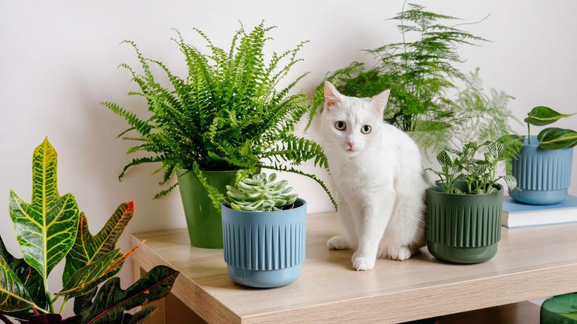 nefrolepka vznešená 2070354188