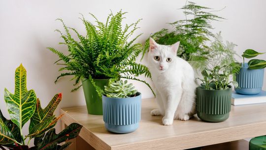 nefrolepka vznešená 2070354188