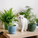 nefrolepka vznešená 2070354188