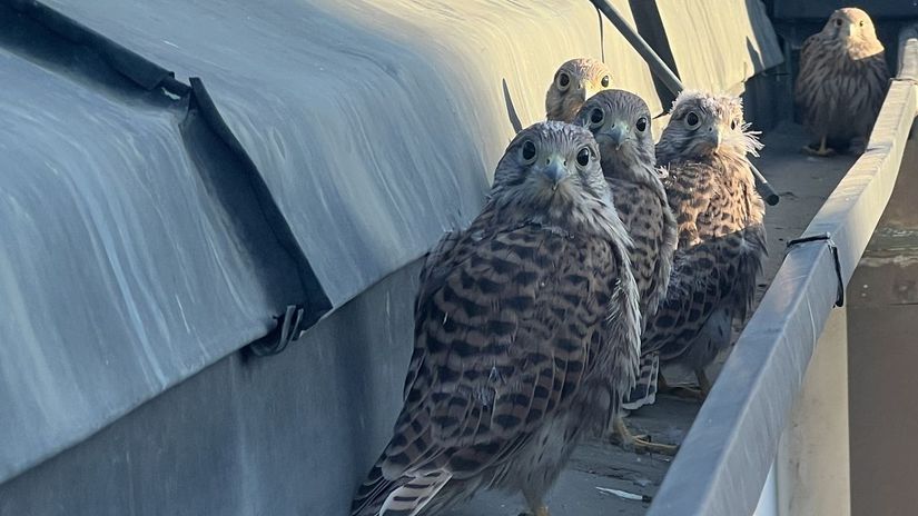 Sokolia matka s mláďatami, ktorej hniezdo...