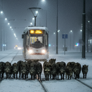 električka, diviaky, koľajnice