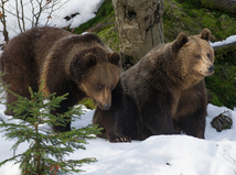 medveď hnedý, zima,