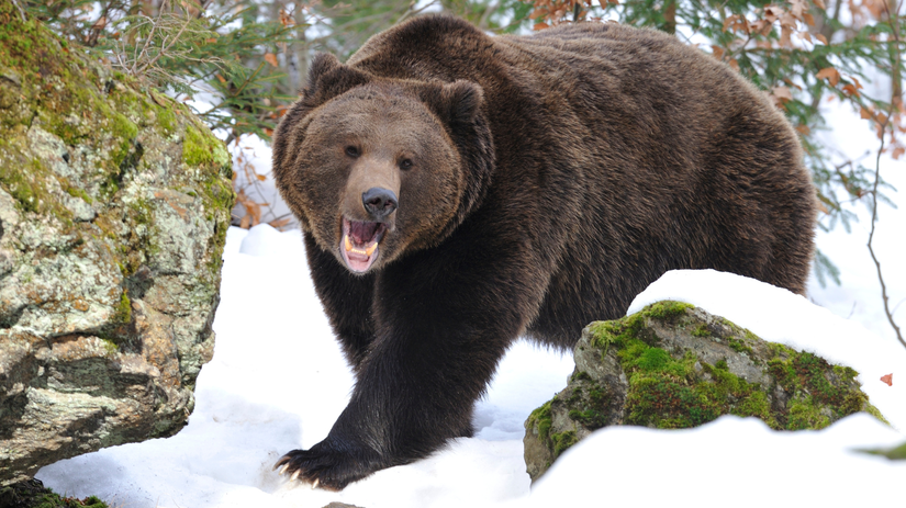 medveď hnedý, zima,