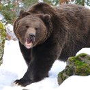 Zima mala medvede zastaviť. To, čo sa deje, mení pohľad na celý problém