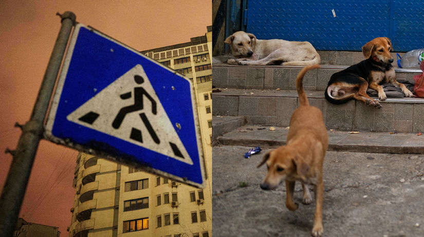 fotokolaz rusko psy a mariupol