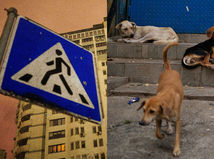 fotokolaz rusko psy a mariupol