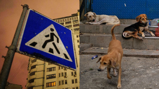 Rusi čelia na dobytom území novému nepriateľovi. Armáde psov. Ako chcú v Moskve proti nim zasiahnuť?