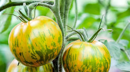 Odrody zeleniny, ktoré dávajú v záhrade zmysel