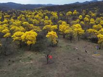guayacán, video Reuters