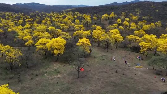 VIDEO: Žltá prírodná nádhera, len raz do roka a iba zopár dní. Kam za ňou musíte ísť?