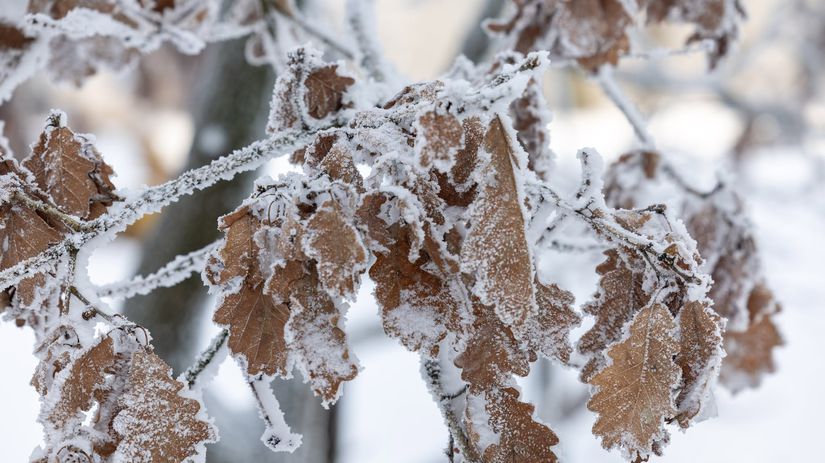 Zimná atmosféra na bratislavskej Kolibe.