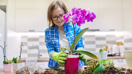 orchidea, presádzanie, žena,