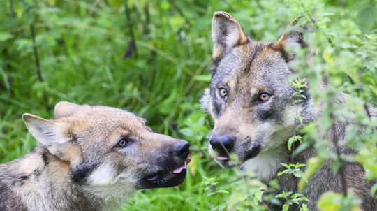 Konečná bilancia sezóny: Poľovníci zastrelili 68 vlkov