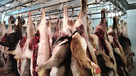 Proces zrenia trvá sedem dní.