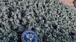 drogy, marihuana, pezinok