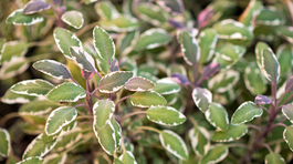 Tieto rastliny majú farbu kvetov už v názve