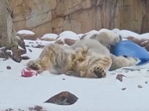 medveď, sneh, Memphis, video Reuters