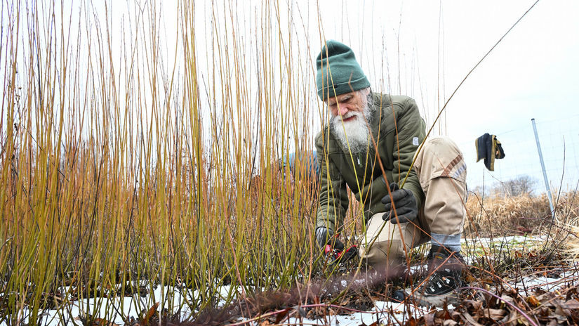 SR, Vrbovce, zber, vŕbové prútie, TNX