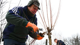 Tradičný zber vŕbového prútia vo Vrbovciach (2026)