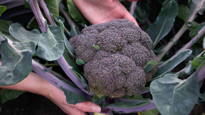 Brokolica ‘Purple Magic F1’
