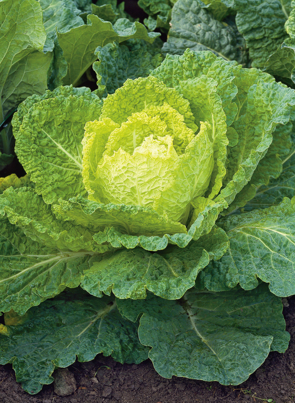 Kel kučeravý ‘Bloemendaalse Gele’