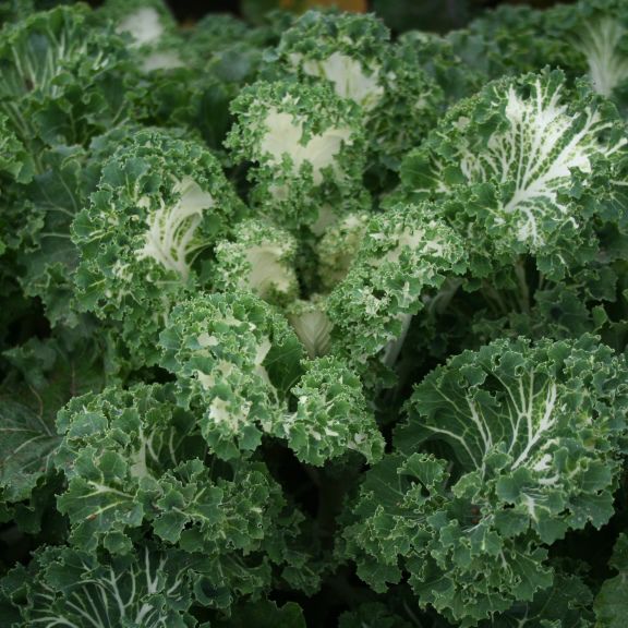 Kel kučeravý ‘Emerald Ice’