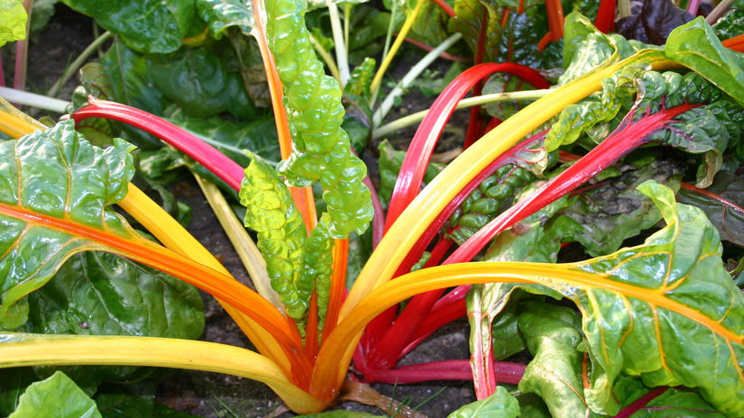 Mangold ‘Fireworks’